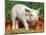 Domsetic Piglet with Vegetables, USA-Lynn M^ Stone-Mounted Photographic Print