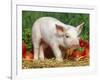 Domsetic Piglet with Vegetables, USA-Lynn M^ Stone-Framed Photographic Print