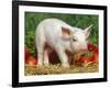 Domsetic Piglet with Vegetables, USA-Lynn M^ Stone-Framed Photographic Print