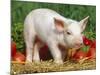 Domsetic Piglet with Vegetables, USA-Lynn M^ Stone-Mounted Photographic Print