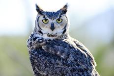 Great Horned Owl-Don Fink-Photographic Print