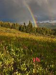 USA, Colorado, Gunnison NF. Aspen Grove at Peak Autumn Color-Don Grall-Photographic Print