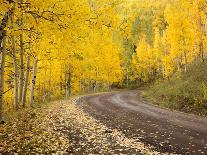 USA, Colorado, Gunnison NF. Aspen Grove at Peak Autumn Color-Don Grall-Photographic Print