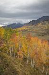 USA, Colorado, Gunnison NF. Aspen Grove at Peak Autumn Color-Don Grall-Photographic Print