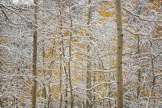 Meadow, Shrine Pass, Colorado, USA-Don Grall-Photographic Print