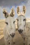 USA, Colorado, South Park. Close-up of Wild Burros-Don Grall-Photographic Print