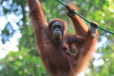 Bornean Orangutan mother and baby, Borneo, Malaysia, Southeast Asia, Asia-Don Mammoser-Laminated Photographic Print