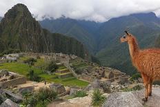 Llama standing at Machu Picchu viewpoint, UNESCO World Heritage Site, Peru, South America-Don Mammoser-Photographic Print