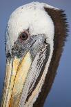 Portrait of Brown Pelican (Pelecanus Occidentalis) in Paracas Bay, Peru. Paracas Bay is Well known-Don Mammoser-Photographic Print