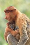 Bornean Orangutan mother and baby, Borneo, Malaysia, Southeast Asia, Asia-Don Mammoser-Laminated Photographic Print