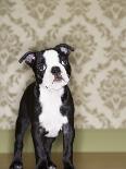 Boston Terrier Puppy-Don Mason-Stretched Canvas