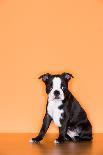 Boston Terrier Puppy-Don Mason-Stretched Canvas