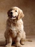 Golden Retriever Puppy-Don Mason-Photographic Print