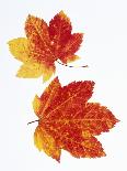 Maple Leaves in Autumn Color-Don Mason-Photographic Print