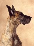 Profile of a Great Dane-Don Mason-Framed Photographic Print