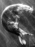 A Sea Lion Underwater with Sunlight Streaming Through-Don Mennig-Laminated Photographic Print