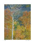 Stewart Park Walnut Trees III-Donald Paulson-Giclee Print