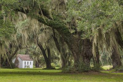 South Carolina, Ace Basin NWR. Spanish Moss on Oak Trees