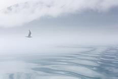 USA, Alaska, Inian Island. Seagull flies over boat wake on foggy day.-Don Paulson-Photographic Print