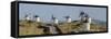 Don Quixote Windmill Panorama, Consuegra, Castile-La Mancha, Spain, Europe-Charles Bowman-Framed Stretched Canvas