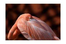 Flamingo-Don Spears-Art Print