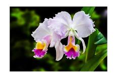 White, Yellow and Fuchsia Orchids-Don Spears-Art Print
