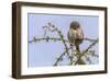 Don’t Mess with Me (Northern Pygmy Owl)-Art Wolfe-Framed Giclee Print