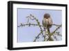 Don’t Mess with Me (Northern Pygmy Owl)-Art Wolfe-Framed Giclee Print