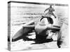 Donald Campbell Sits Astride His Jet Powered Boat, Bluebird K7, on Lake Coniston-null-Stretched Canvas
