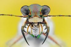 Cuckoo Wasp-Donald Jusa-Photographic Print