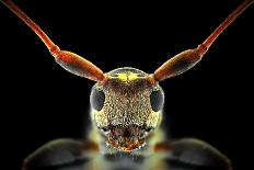 Horsefly Portrait-Donald Jusa-Photographic Print