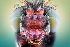 Horsefly Portrait-Donald Jusa-Photographic Print