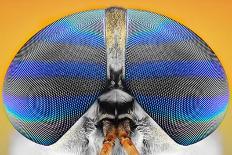 Flat-Headed Longhorn Beetle-Donald Jusa-Photographic Print
