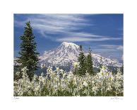 Avalanche Lilies Mount Ranier-Donald Paulson-Giclee Print