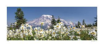 Mount Rainier Vine Maple-Donald Paulson-Framed Giclee Print