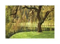 Stewart Park Walnut Trees III-Donald Paulson-Giclee Print