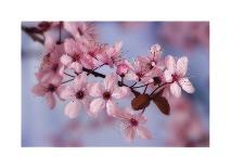 Cherry Blossoms I-Donald Paulson-Giclee Print