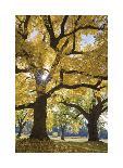Stewart Park Walnut Trees III-Donald Paulson-Giclee Print