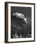 Donald, the Dog-Loving Duck, Hates Water But Takes a Ride on the Back of His Swimming Pal Rusty-Loomis Dean-Framed Photographic Print