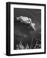 Donald, the Dog-Loving Duck, Hates Water But Takes a Ride on the Back of His Swimming Pal Rusty-Loomis Dean-Framed Photographic Print