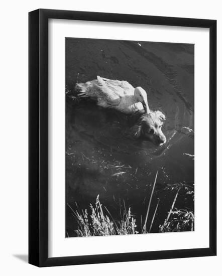 Donald, the Dog-Loving Duck, Hates Water But Takes a Ride on the Back of His Swimming Pal Rusty-Loomis Dean-Framed Photographic Print