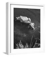 Donald, the Dog-Loving Duck, Hates Water But Takes a Ride on the Back of His Swimming Pal Rusty-Loomis Dean-Framed Photographic Print