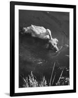 Donald, the Dog-Loving Duck, Hates Water But Takes a Ride on the Back of His Swimming Pal Rusty-Loomis Dean-Framed Photographic Print