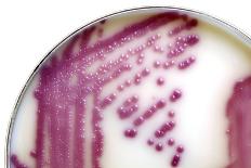 MRSA Bacteria In a Petri Dish-Doncaster and Bassetlaw-Framed Stretched Canvas