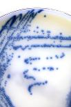 E. Coli Bacteria In a Petri Dish-Doncaster and Bassetlaw-Photographic Print