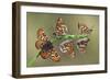 Doncella De Ondas Rojas-Jimmy Hoffman-Framed Giclee Print