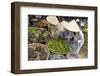 Dong Ba Market, Hue, Vietnam, Indochina, Southeast Asia, Asia-Bruno Morandi-Framed Photographic Print