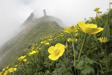 Low Angle Shot Of Flowers (Thalictrum Sp) Basoncuo National Park, Tibet, China, Asia, July-Dong Lei-Photographic Print