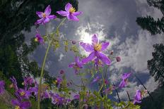 Low Angle Shot Of Flowers (Thalictrum Sp) Basoncuo National Park, Tibet, China, Asia, July-Dong Lei-Photographic Print