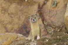 Mountain Weasel (Mustela Altaica) Lhasa City, Qinghai-Tibet Plateau, Tibet, China, Asia-Dong Lei-Photographic Print